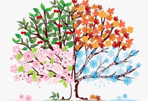 Bild eines Baumes, der in vier Jahrezeiten eingeteilt ist. Unten links der Frühling, oben links Sommer. Oben rechts Herbst, unten rechts Winter.